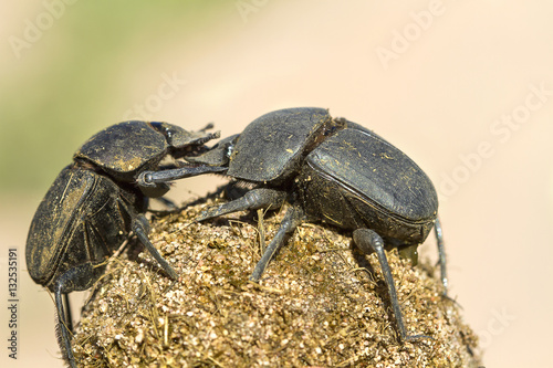 A pair of dung beetles (Scarabaeidae Coleoptera), and their dung, seen at the Marataba Game Reserve in South Africa.