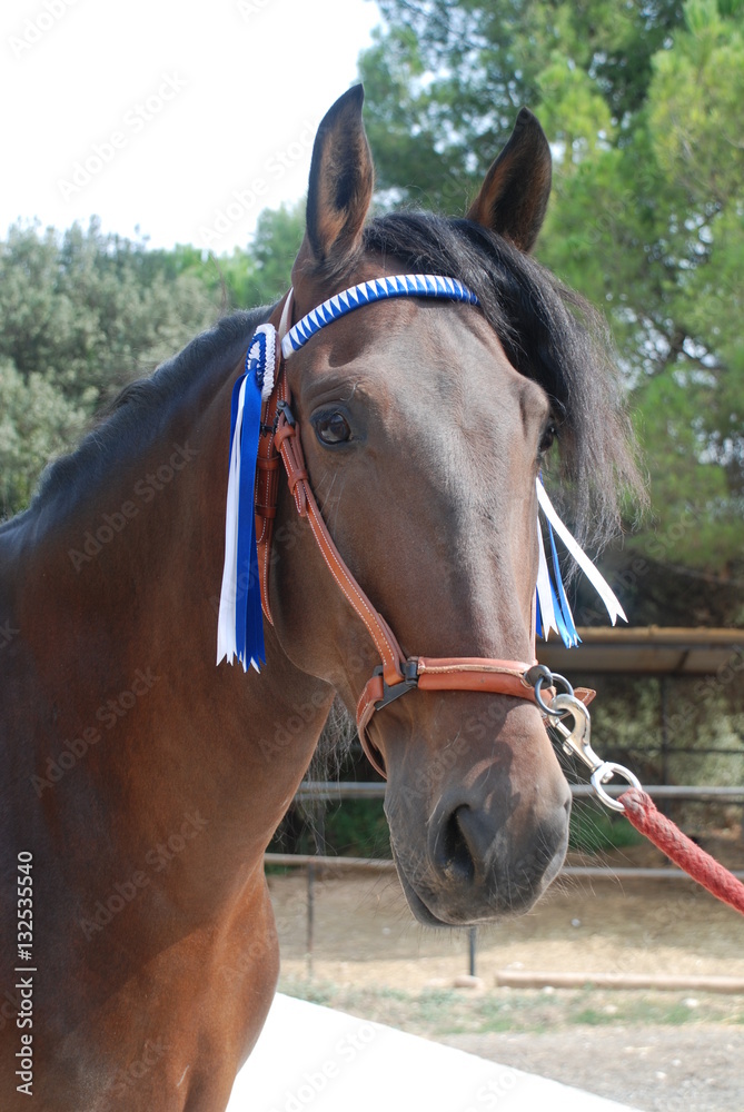 Obraz premium Andalusian horses