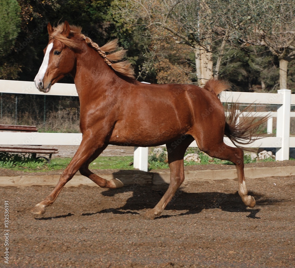 Andalusian horses Andalusian horses