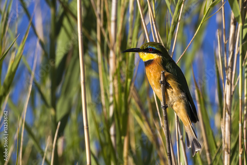 Obraz na płótnie Little Bee-eater (Merops pusillus) in the reeds along the Matlablas River in the Marataba game reserve in South Africa