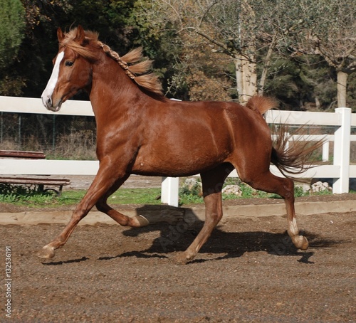 Andalusian horses