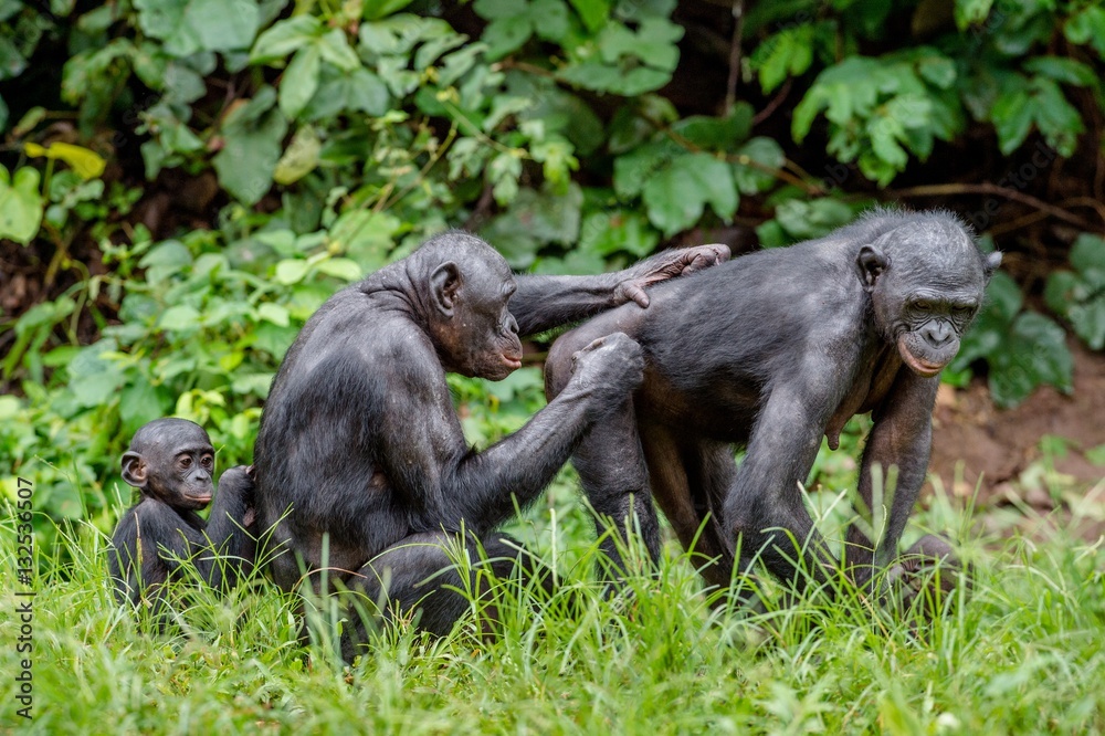 Bonobo in natural habitat. Green natural background. The Bonobo Bonobo in natural habitat. Green natural background. The Bonobo