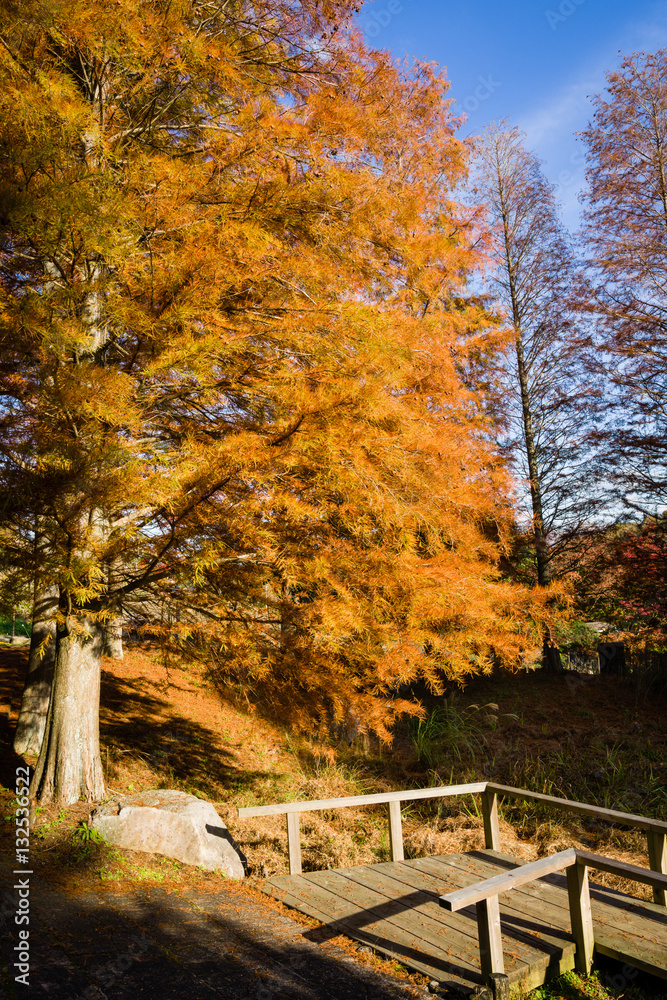 Fall Colors Fall Colors