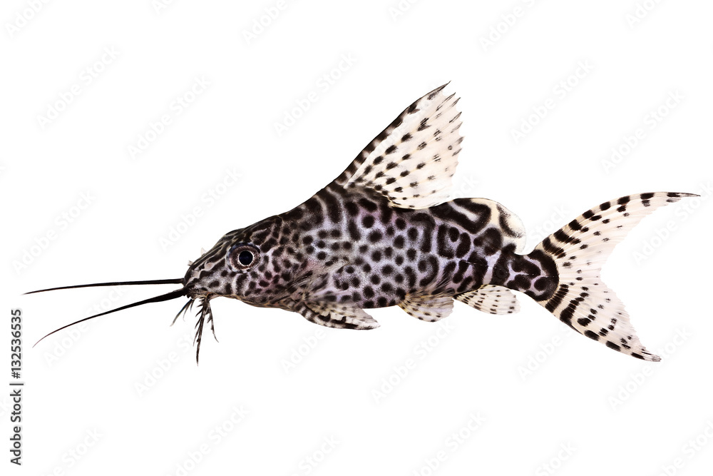 Featherfin squeaker catfish Synodontis Epterus Aquarium fish isolated on  white Stock Photo