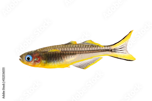 Forktail blue-eye Rainbow Pseudomugil furcatus tropical aquarium fish photo