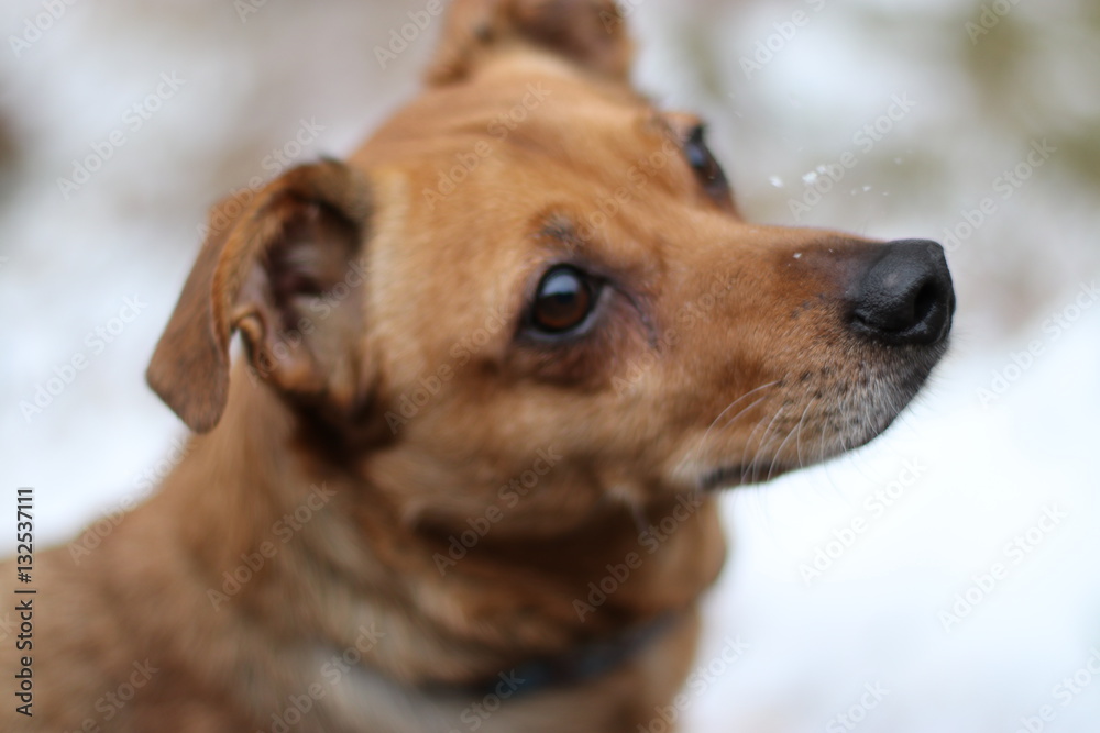 Purebred street dog Purebred street dog