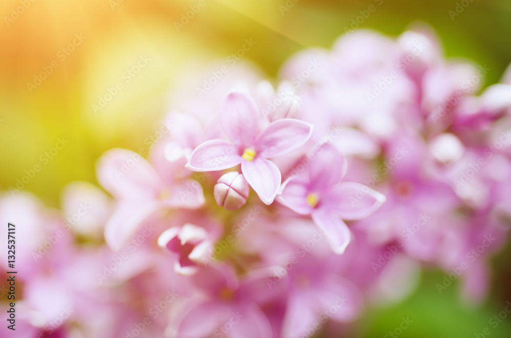 Branch of lilac flowers with the leaves, macro image with sunshine Branch of lilac flowers with the leaves, macro image with sunshine