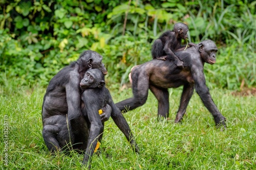 Fototapeta Naklejka Na Ścianę i Meble -  Mating Bonobos on green meadow. Natural green background in natural habitat. The Bonobo ( Pan paniscus), Democratic Republic of Congo. Africa