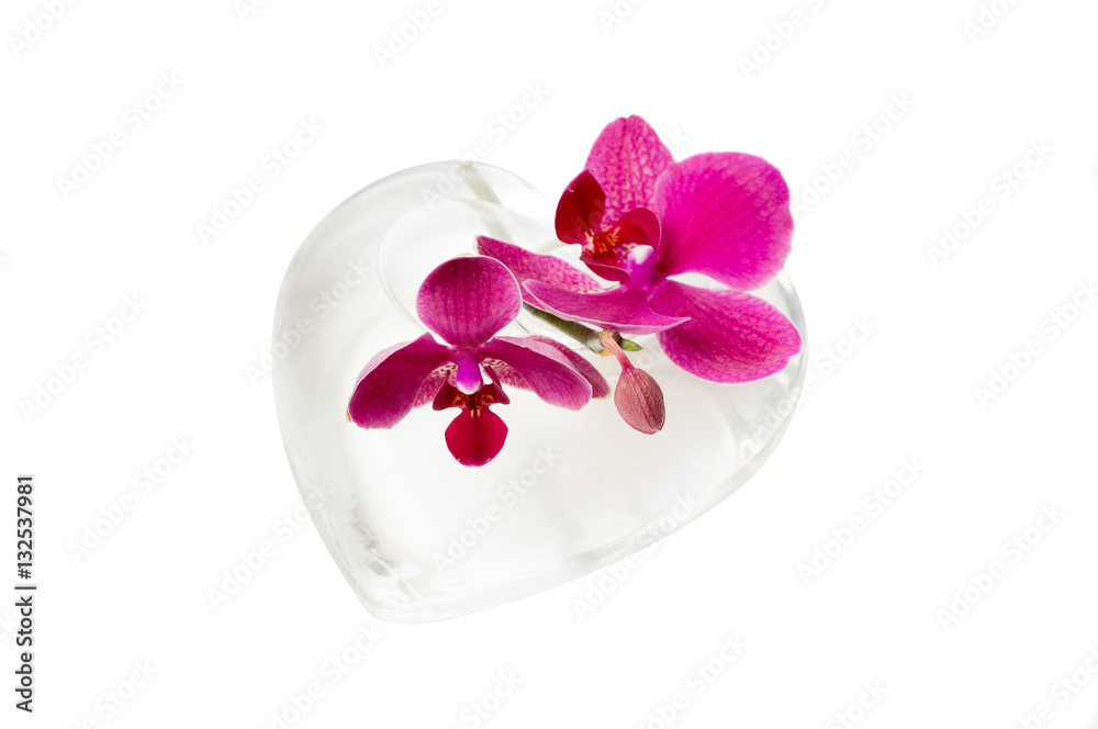 Orchidee mit Glas aus Herz isoliert vor weißem Hintergrund Orchidee mit Glas aus Herz isoliert vor weißem Hintergrund