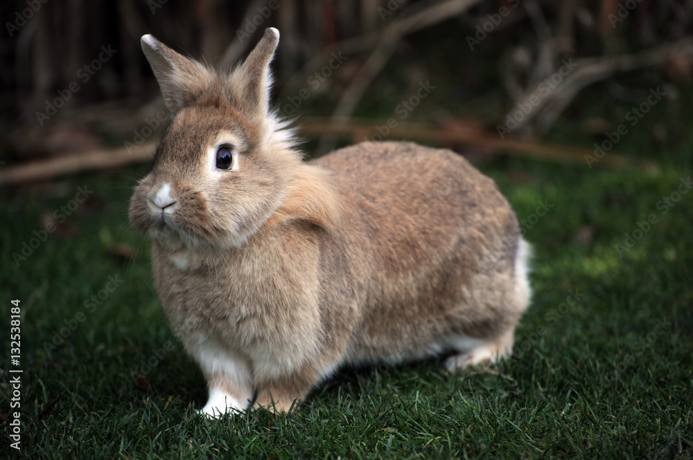 Zwergkaninchen im Garten Stock Photo Adobe Stock
