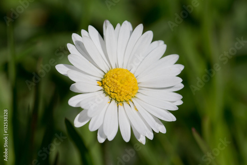 Fototapeta Naklejka Na Ścianę i Meble -  Daisy flower