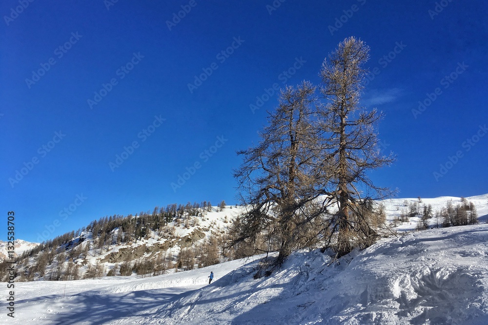 coppia di alberi nella neve