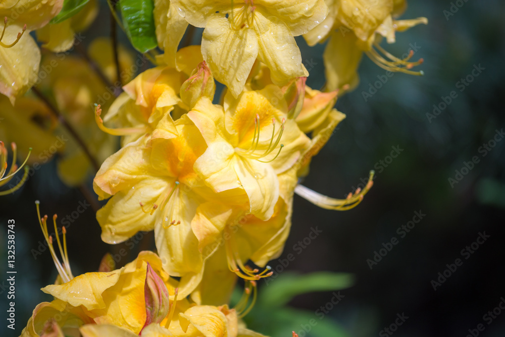 Obraz premium White and yellow-flowered azalea called Rhododendron occidentale in spring garden.
