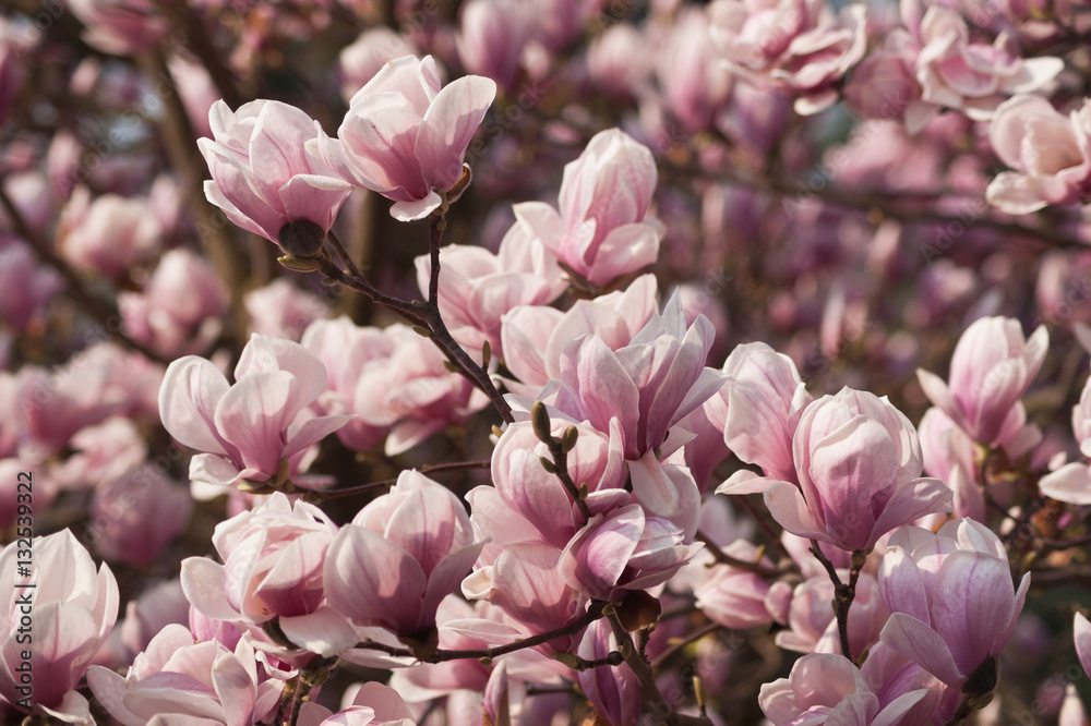 Obraz premium Blooming Magnolia. Photo taken with shallow depth of field and soft focus lens (vintage lens Helios)