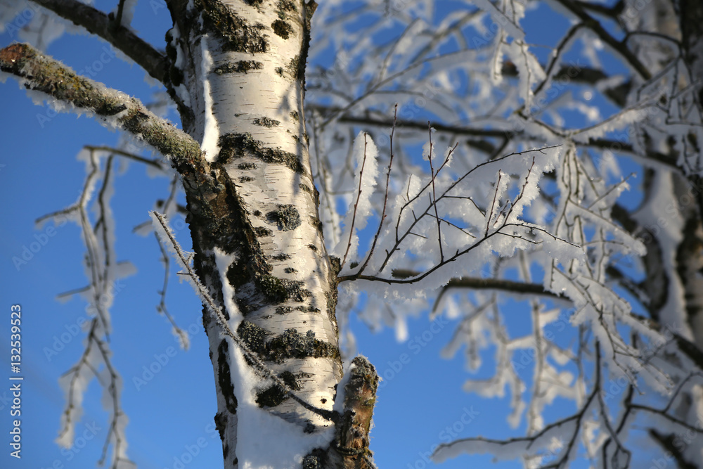 Obraz premium Winter Forest / Winter in the woods. Snowy forest in winter.