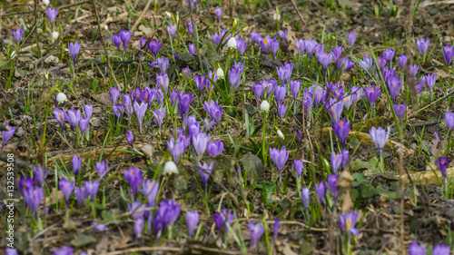 Purple and white crocuses on a spring field.