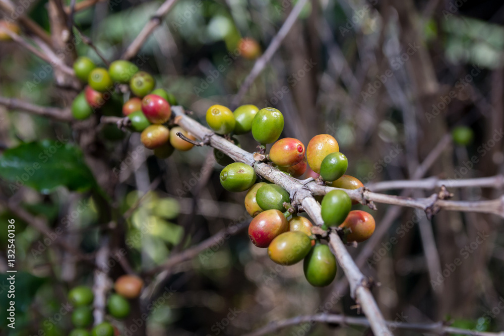 Costa Rica red and green coffee berries Costa Rica red and green coffee berries