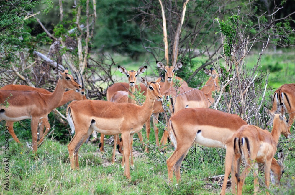 springbock springbock