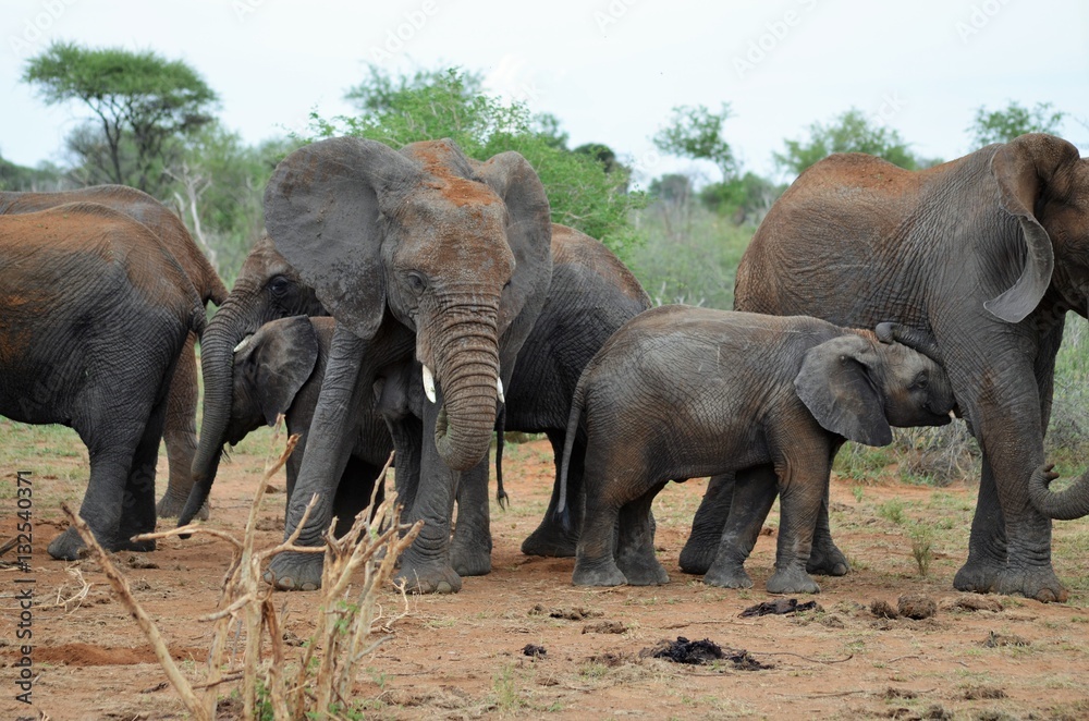 Fototapeta premium elefant