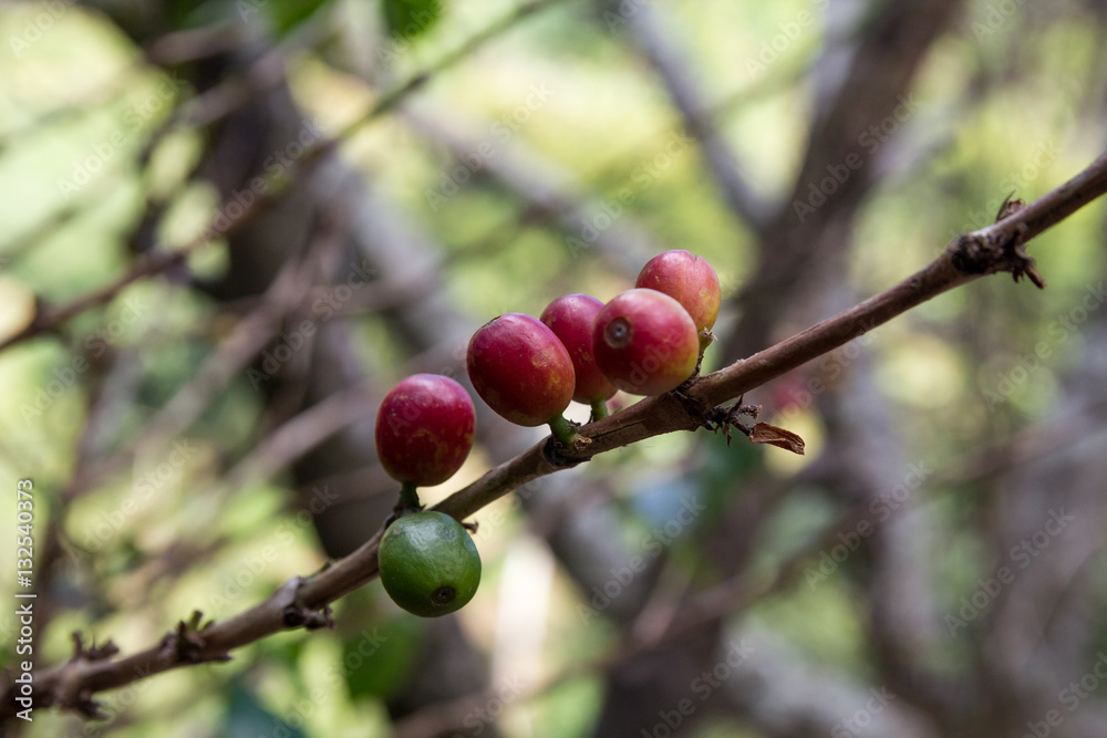 Costa Rica red and green coffee berries Costa Rica red and green coffee berries