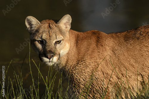 Canvas Print The Cat