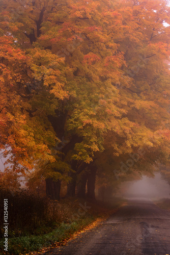 Fall Roadside