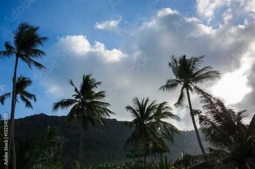 Palm trees against the sky