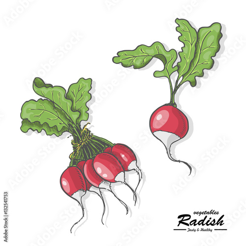 Colored radish in sketch style
