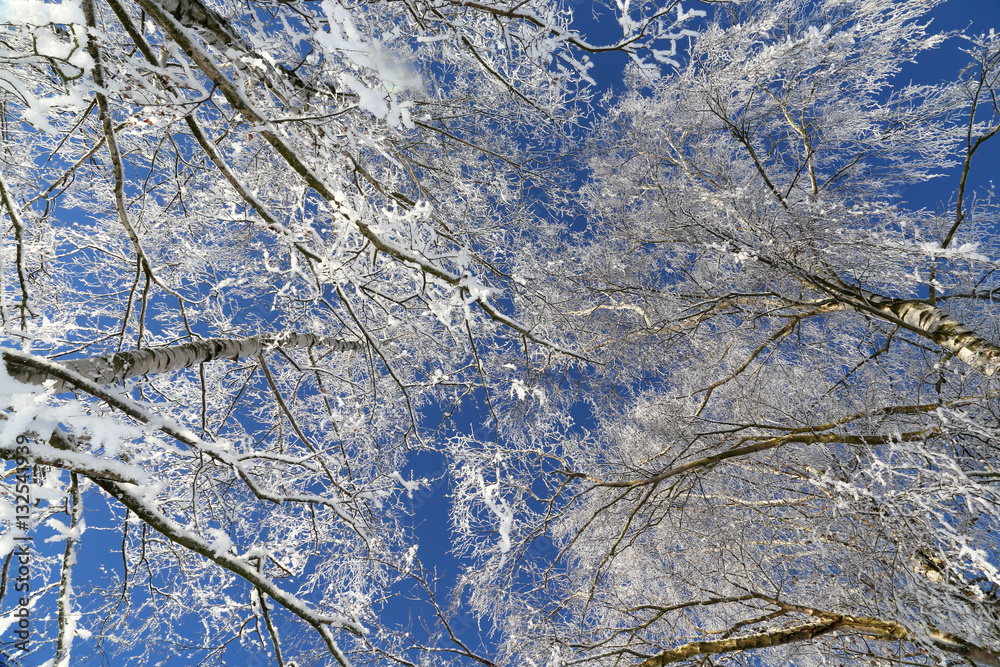 Winter Forest / Winter in the woods. Snowy forest in winter. Winter Forest / Winter in the woods. Snowy forest in winter.