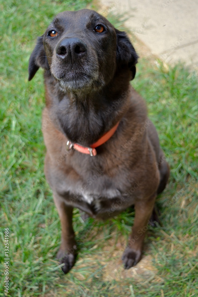 Chocolate Dog Chocolate Dog