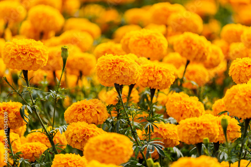 Fototapeta Naklejka Na Ścianę i Meble -  Marigolds flowers in the garden