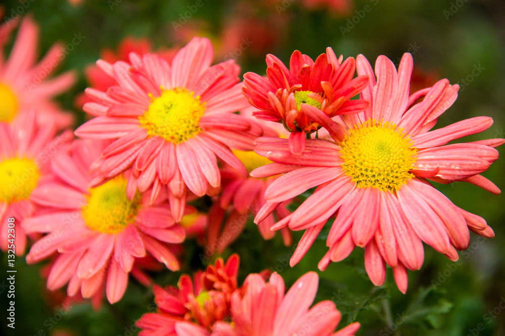 Autumn perennial orange aster on a green background Autumn perennial orange aster on a green background