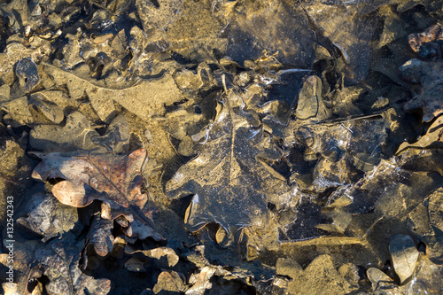 It leaves in the winter in the middle of the ice, icy leaves in the forest