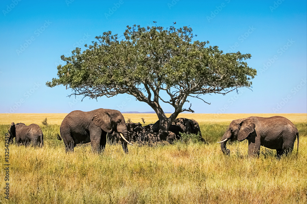 African elephants under the tree in the savannah. Tanzania. African elephants under the tree in the savannah. Tanzania.