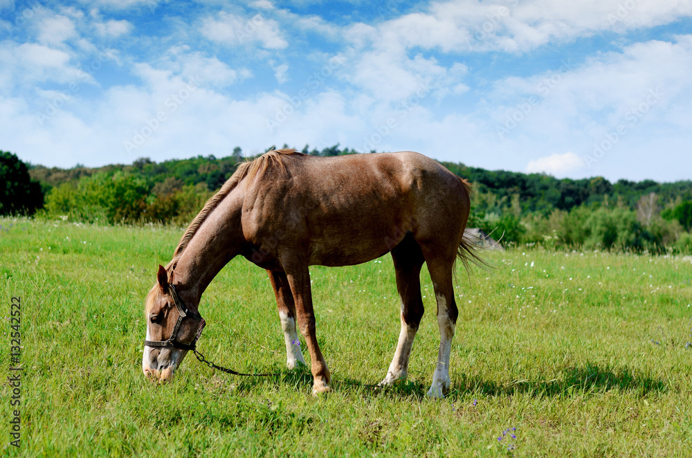 Brown horse feeding on a summer greenfield. Rustic scene background