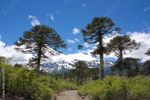 the road in the wood of Araucaria araucana trees in the Conguillío National Park in Chile