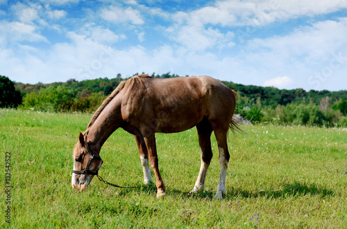 Brown horse feeding on a summer greenfield. Rustic scene background
