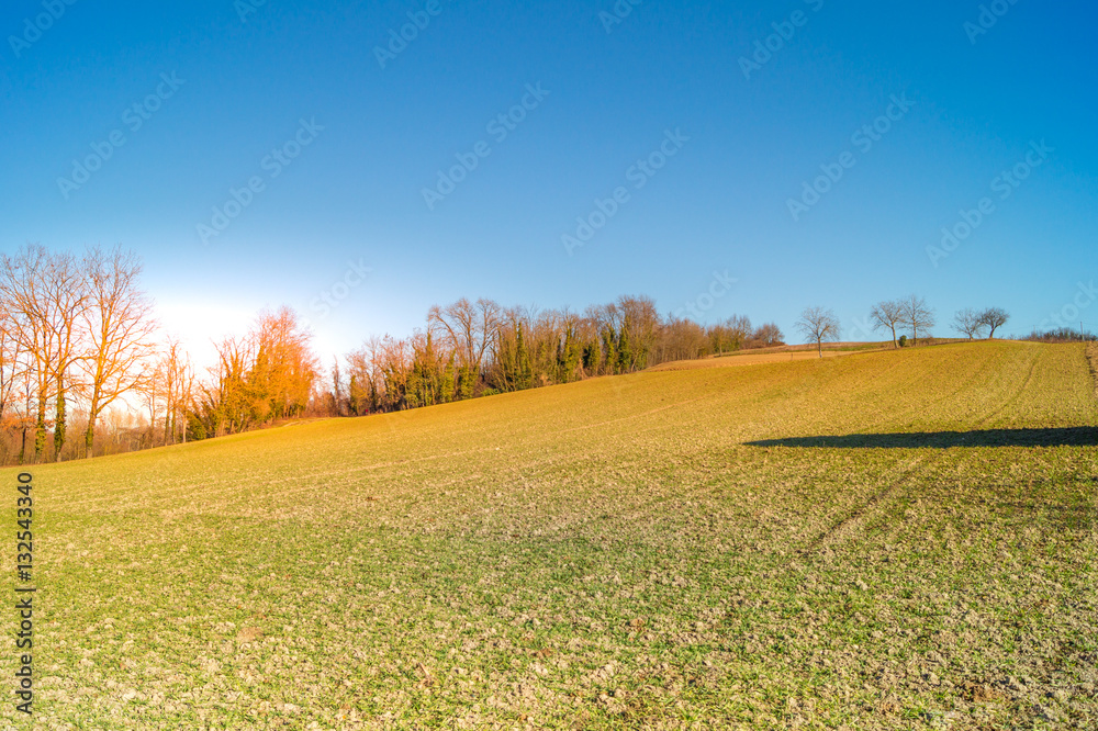 Fototapeta premium expanse of green grass with blue sky, countryside and farm