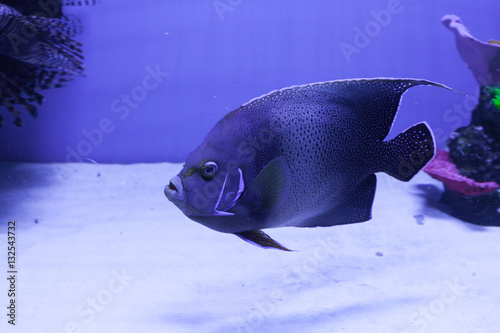 Semicircle angelfish on the bottom © silkstocking