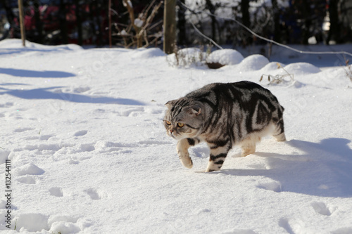 Cat in the snow / British Shorthair kitten