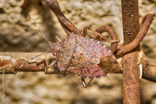 Quadro su tela Stink bug