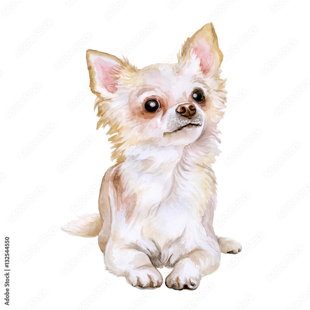 Watercolor portrait of popular Mexican breed Chihuahua dog isolated on  white background. Hand drawn sweet home pet. Greeting card design. Clip  art. Add your text. Short-haired (smooth coat), white Stock Illustration