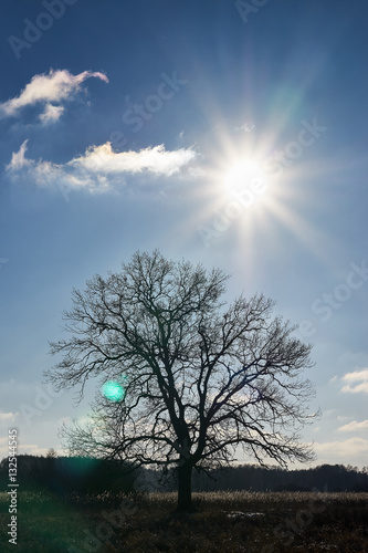 Samotne drzewo w słońcu