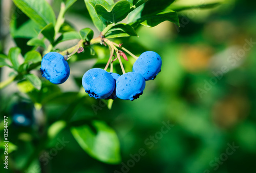 ripe blueberry cluster on a blueberry bush