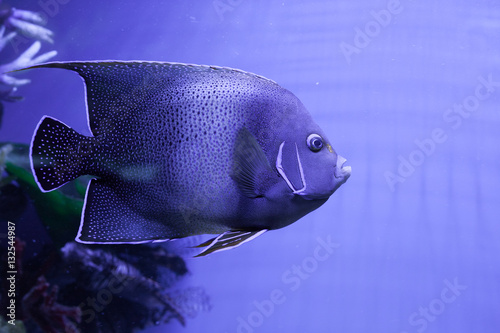 Semicircle angelfish closeup