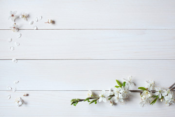 Background with flowering, blooming branches of plums, cherries