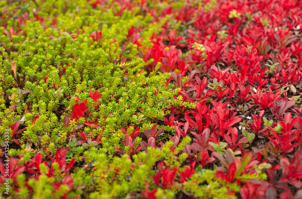 plants of green and red
