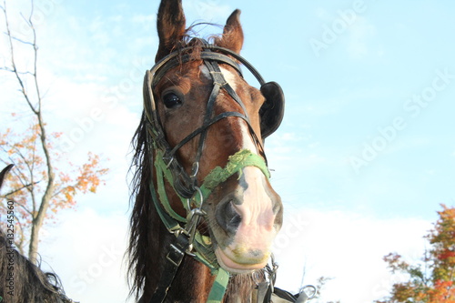 horse head