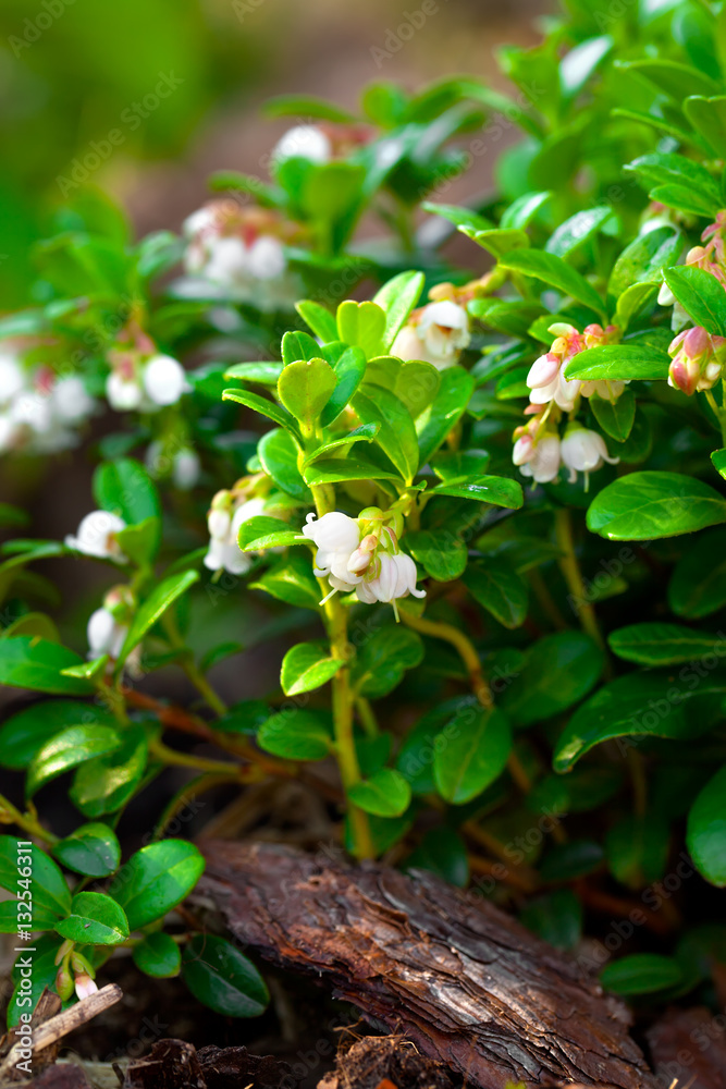 Cowberry flowering. Plant flowers close up Cowberry flowering. Plant flowers close up
