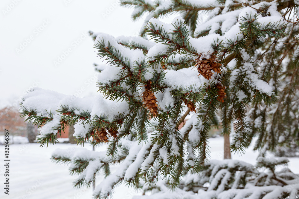 Frozen pine branches in the snow